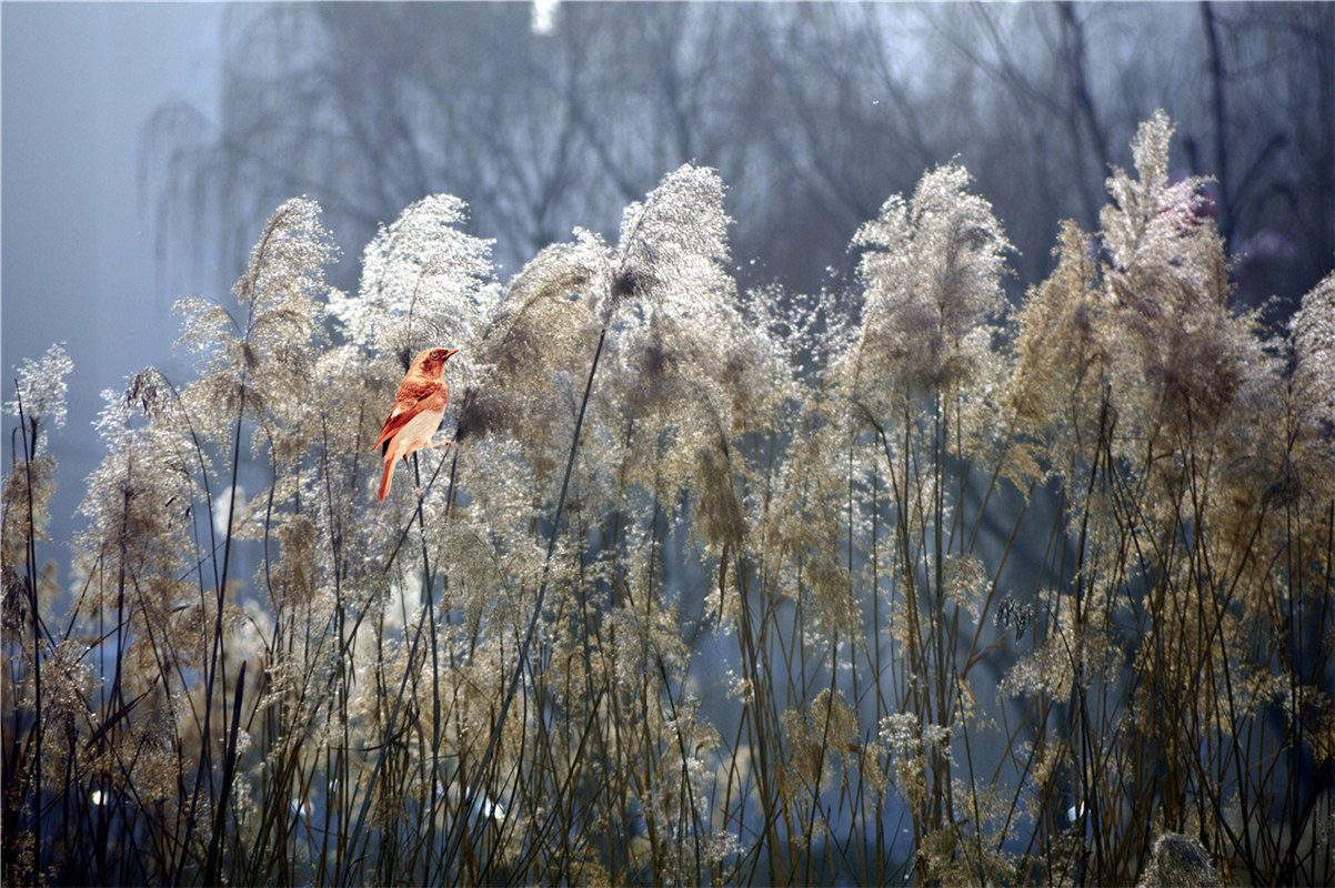 《蘆葦晚風(fēng)》田愛(ài)軍